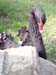 bild 029